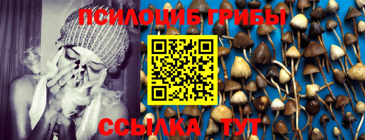 Волгодонск  Псилоцибиновые грибы Cubensis  Вход с VPN 